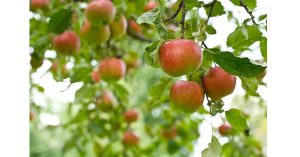 apple-picking-your-local-kids