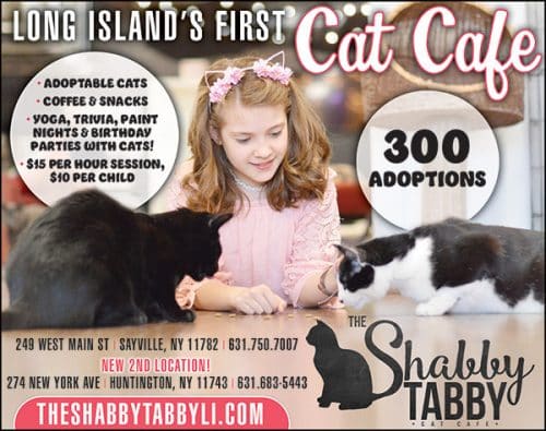  The Shabby  Tabby  Cat  Cafe  Sayville 