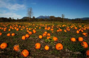 Pumpkin Patch Things To Do On Long Island with Your Local Kids